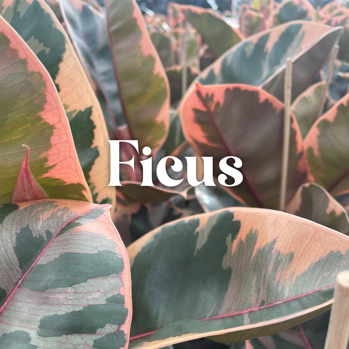 Ficus House of Plants