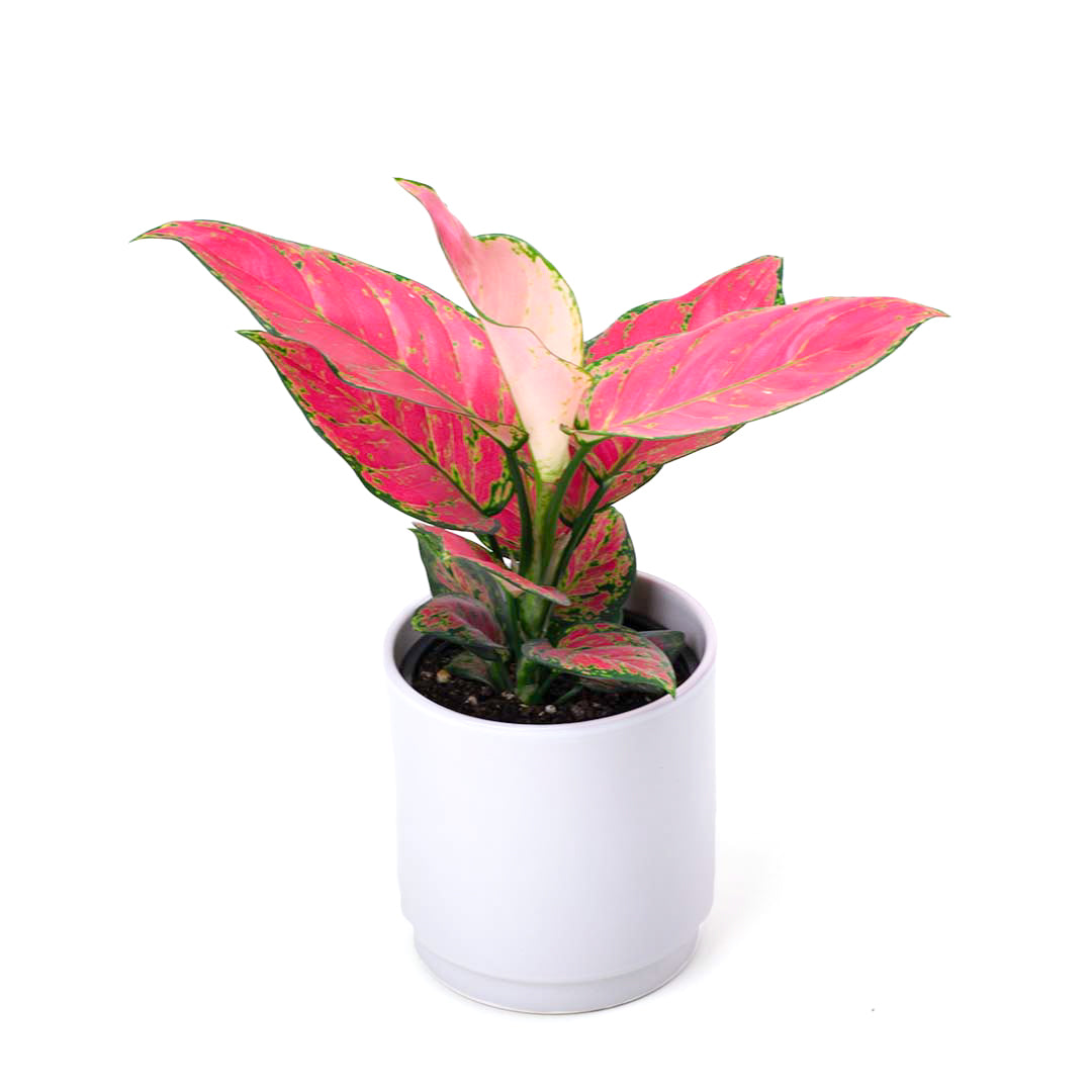 Aglaonema Red Lady Valentine 12cm