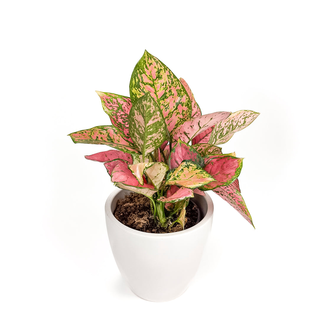 Aglaonema Red Lady Valentine 17cm