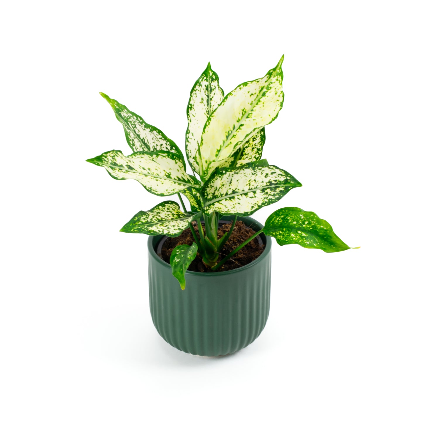 Aglaonema Thai Snowflake