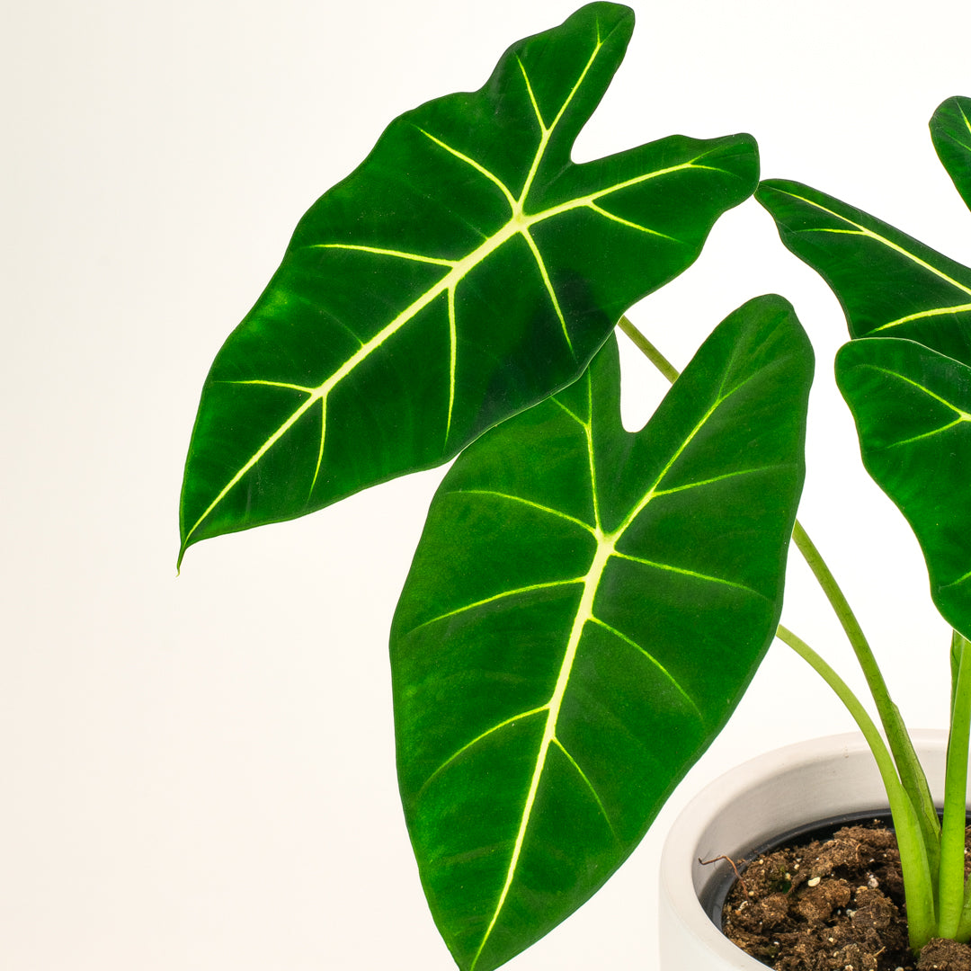 Alocasia Frydek 17cm