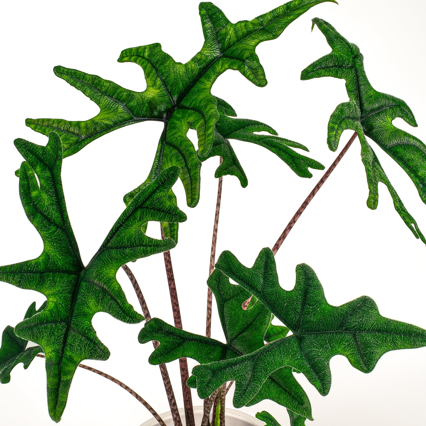 Alocasia Jacklyn 17cm