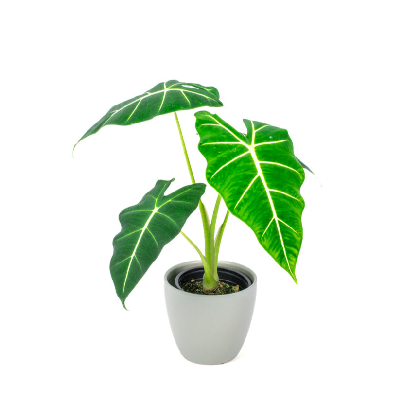 Alocasia Frydek 12cm