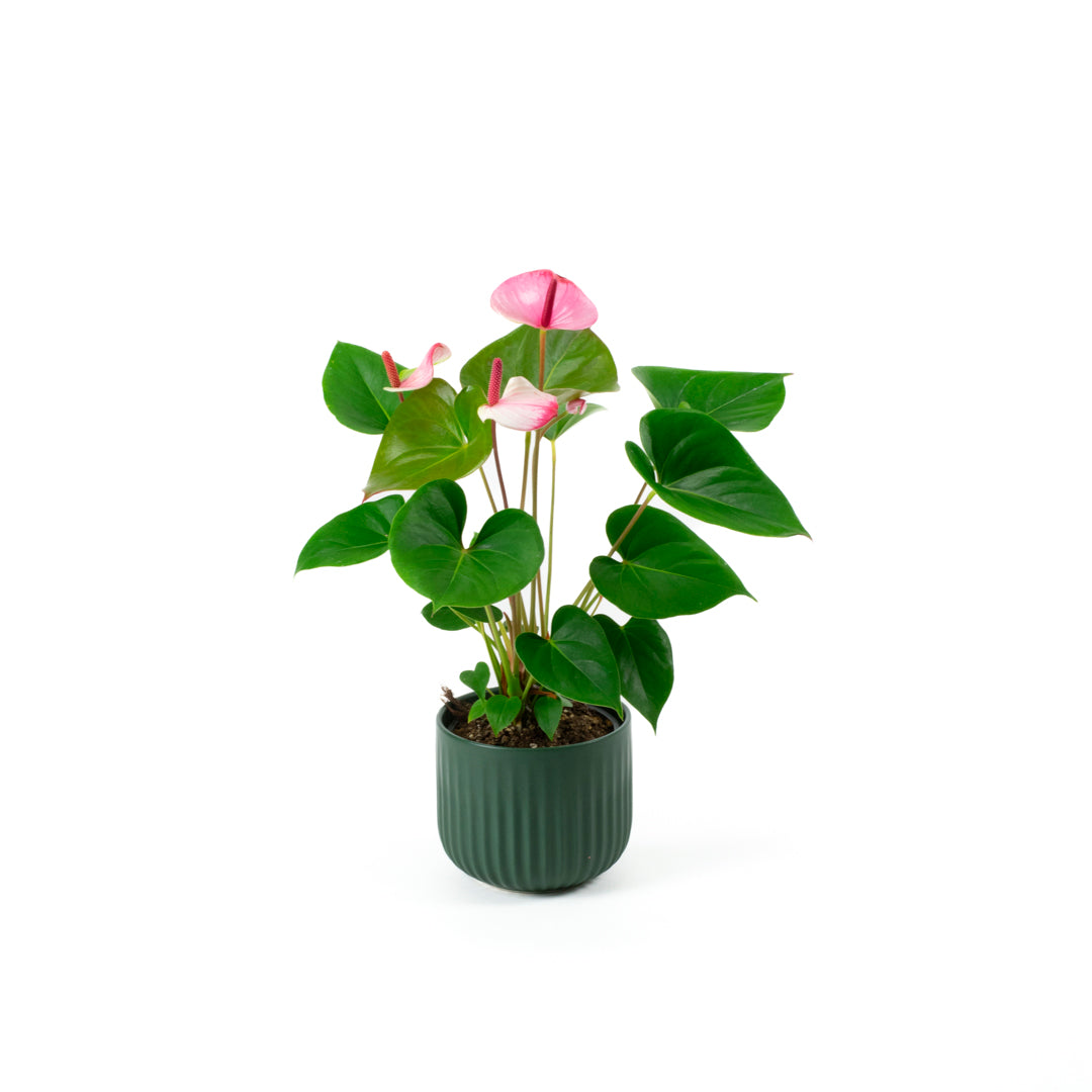 Anthurium Amalia Elegance