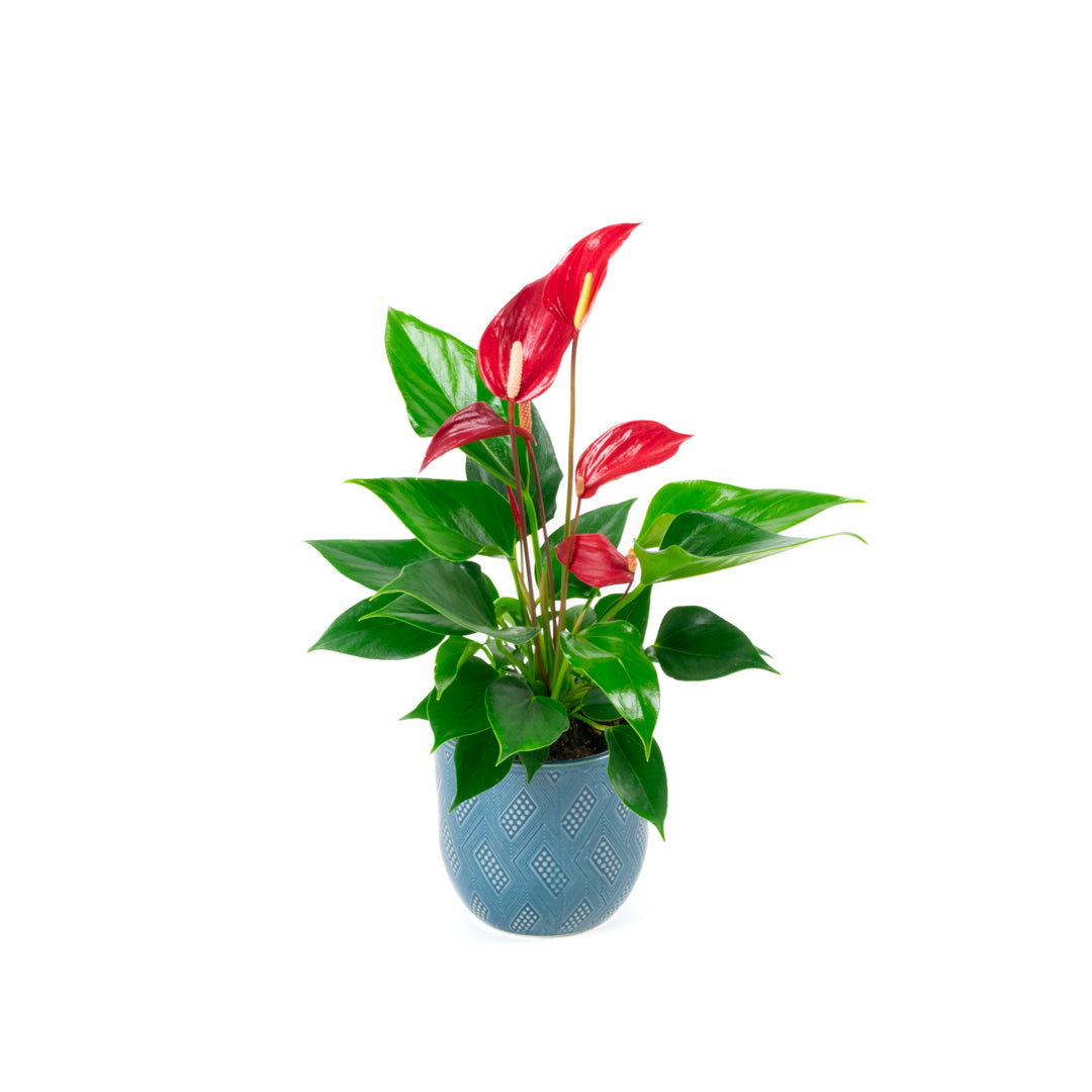 Anthurium Banderola Roja