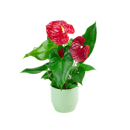 Anthurium Colorado Red