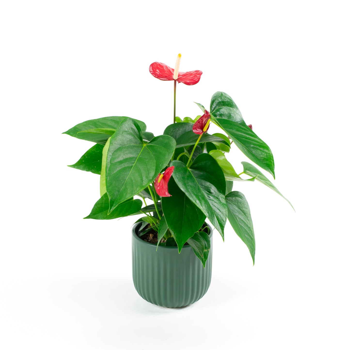 Anthurium Red Bull