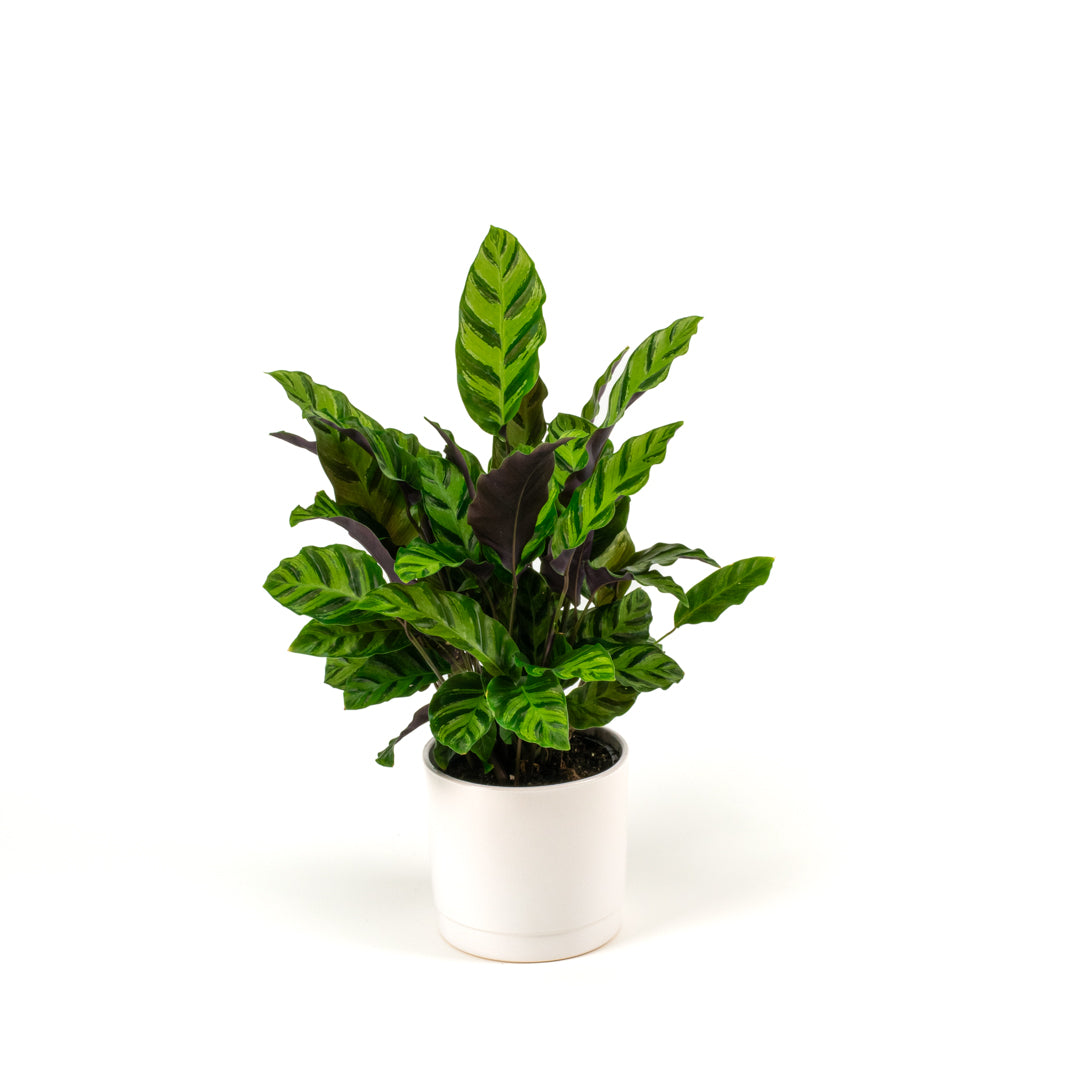Calathea Greenstar 14cm