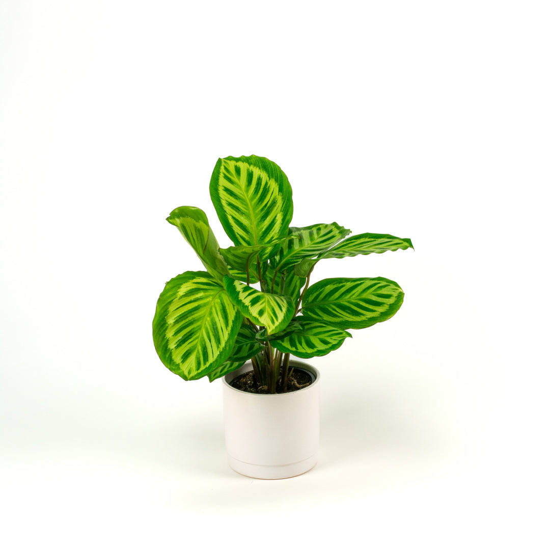 Calathea Peacock 14cm