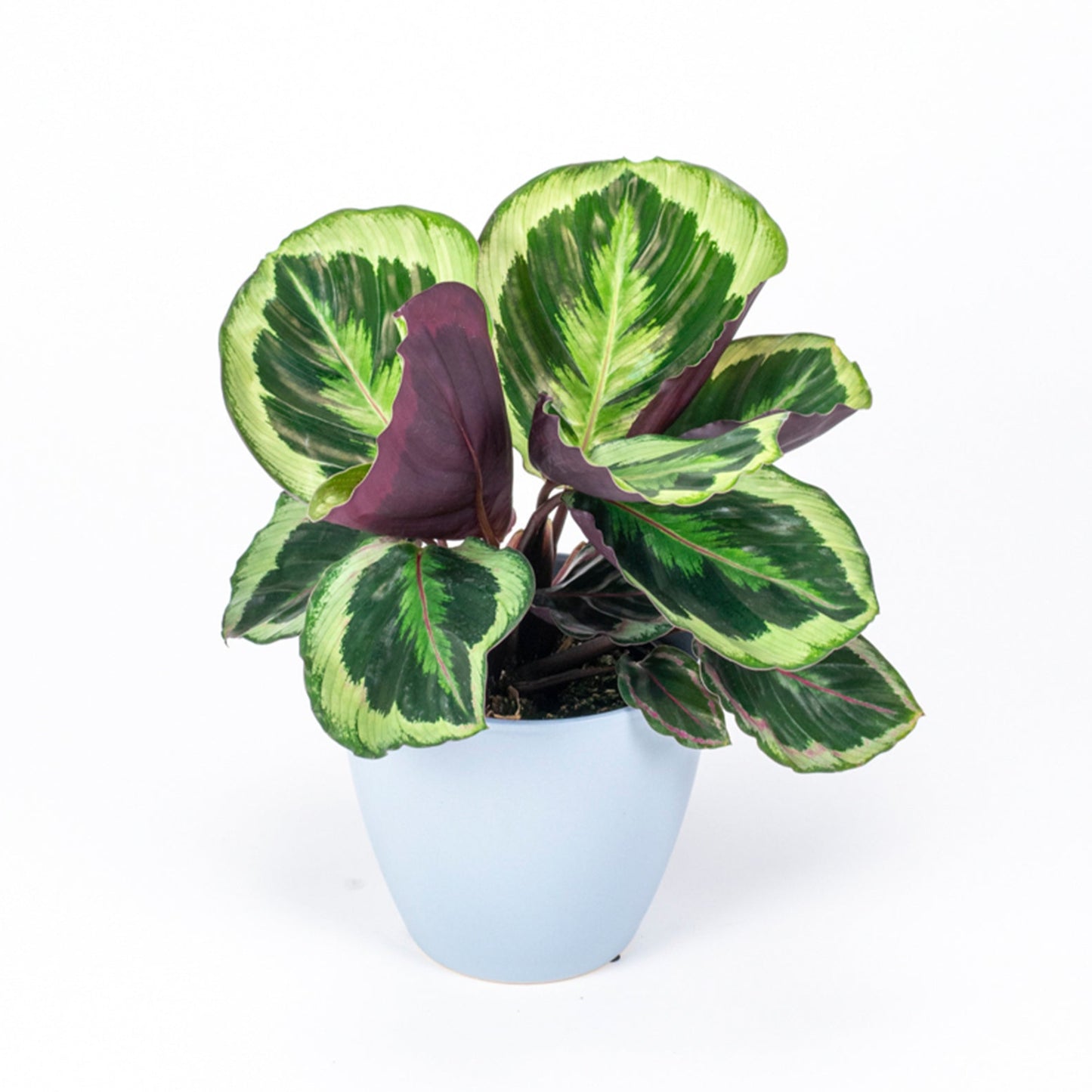 Calathea Shinestar