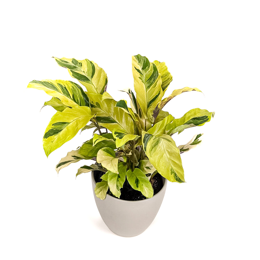 Calathea Yellow Fusion