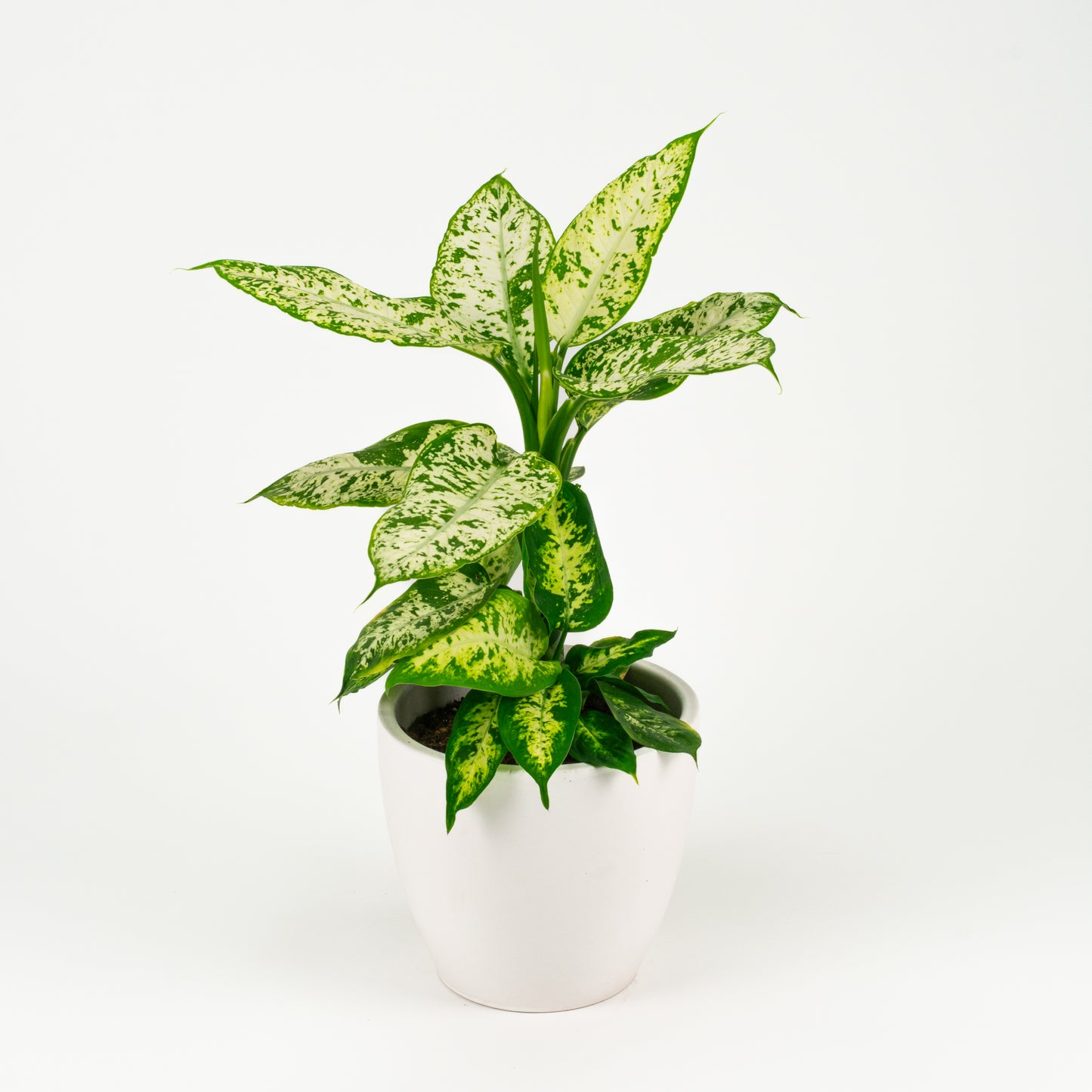 Dieffenbachia Compacta 17cm