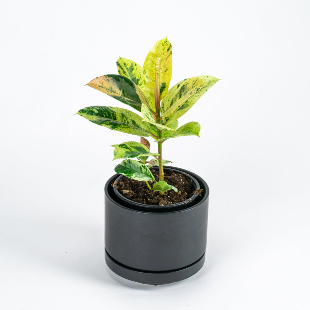 Ficus Shivereana