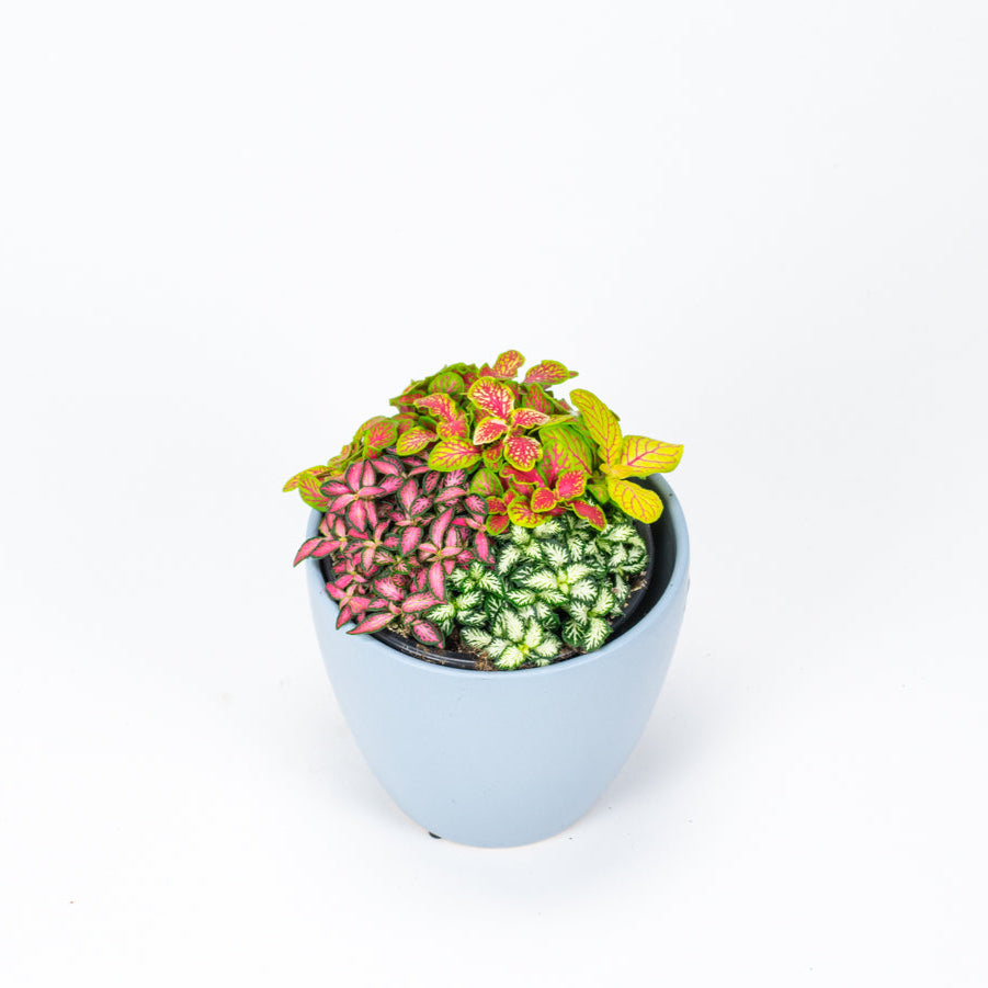 Fittonia Mixed
