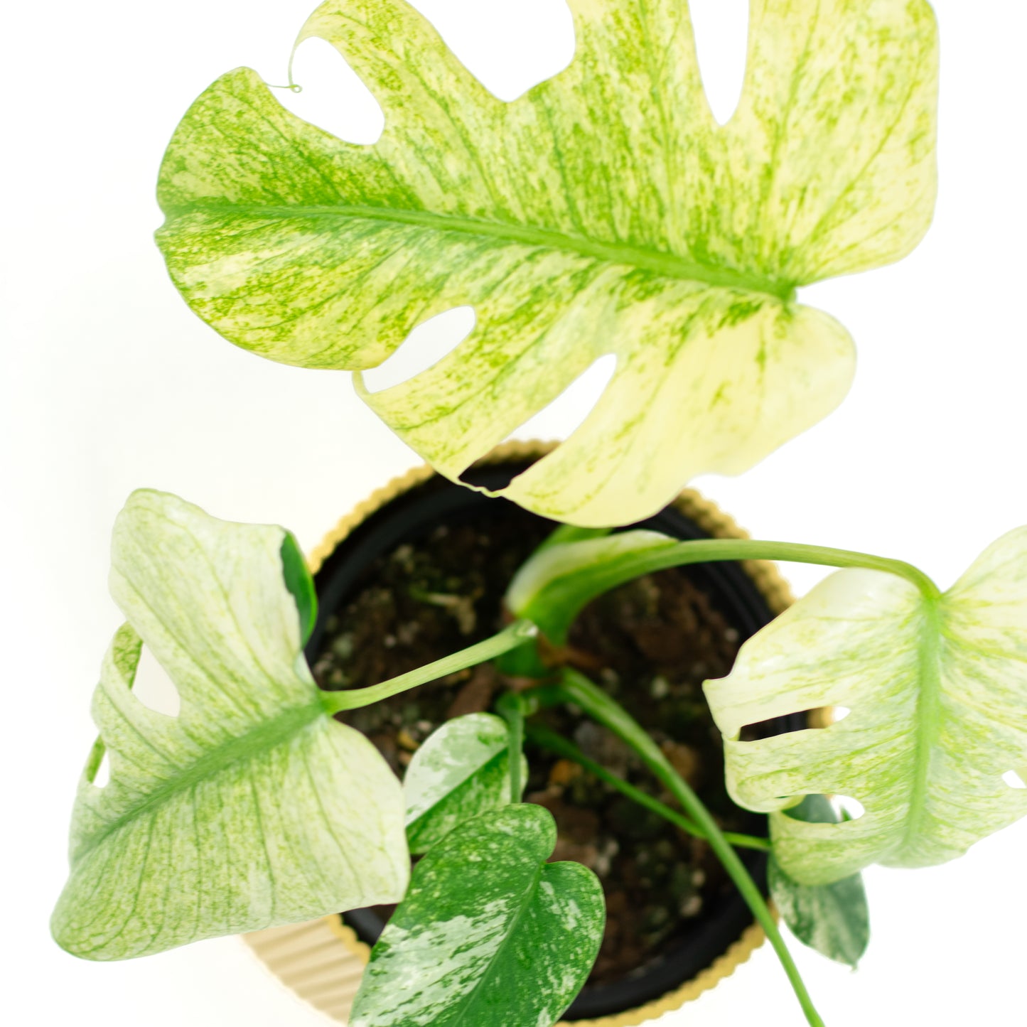 Monstera Deliciosa Mint A