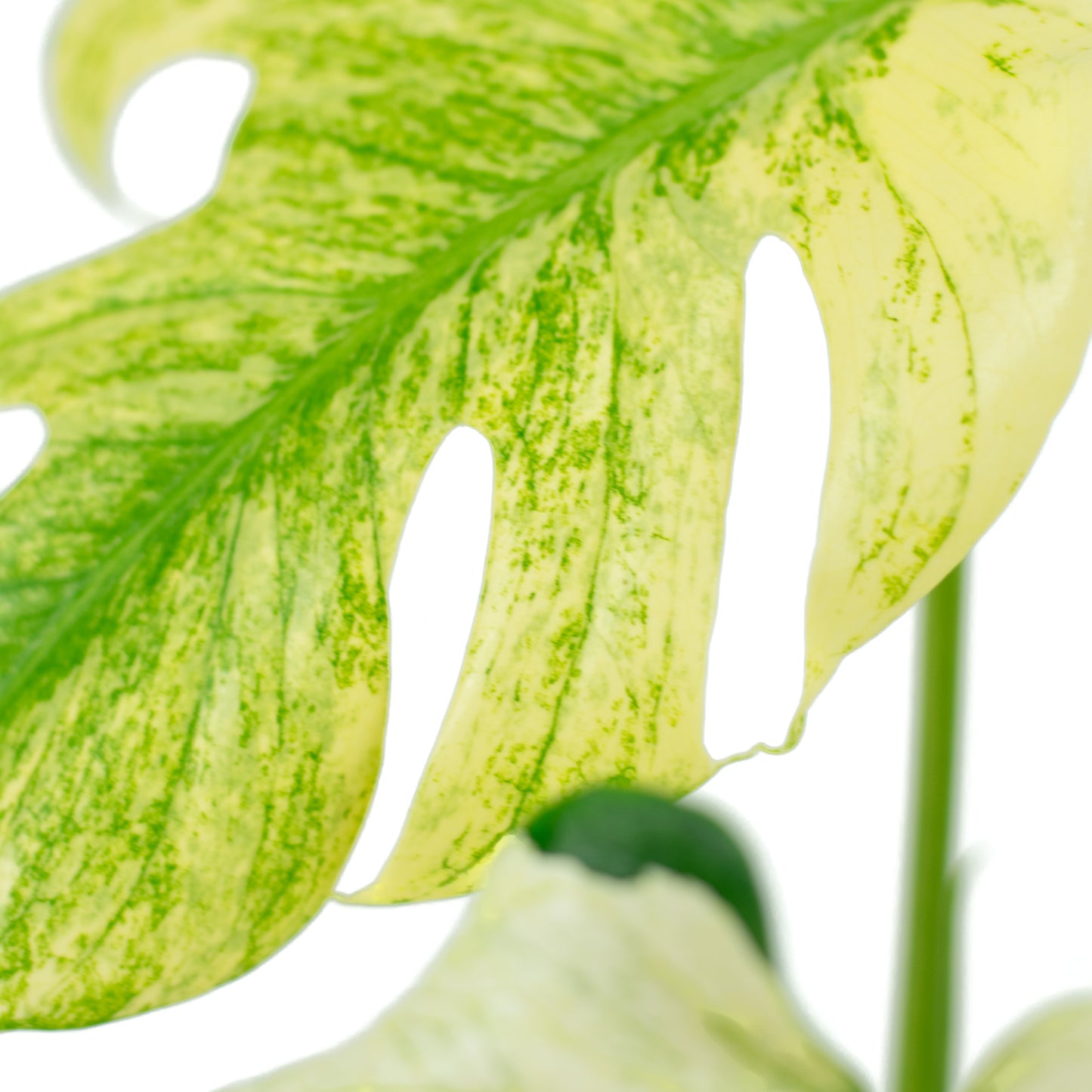 Monstera Deliciosa Mint A