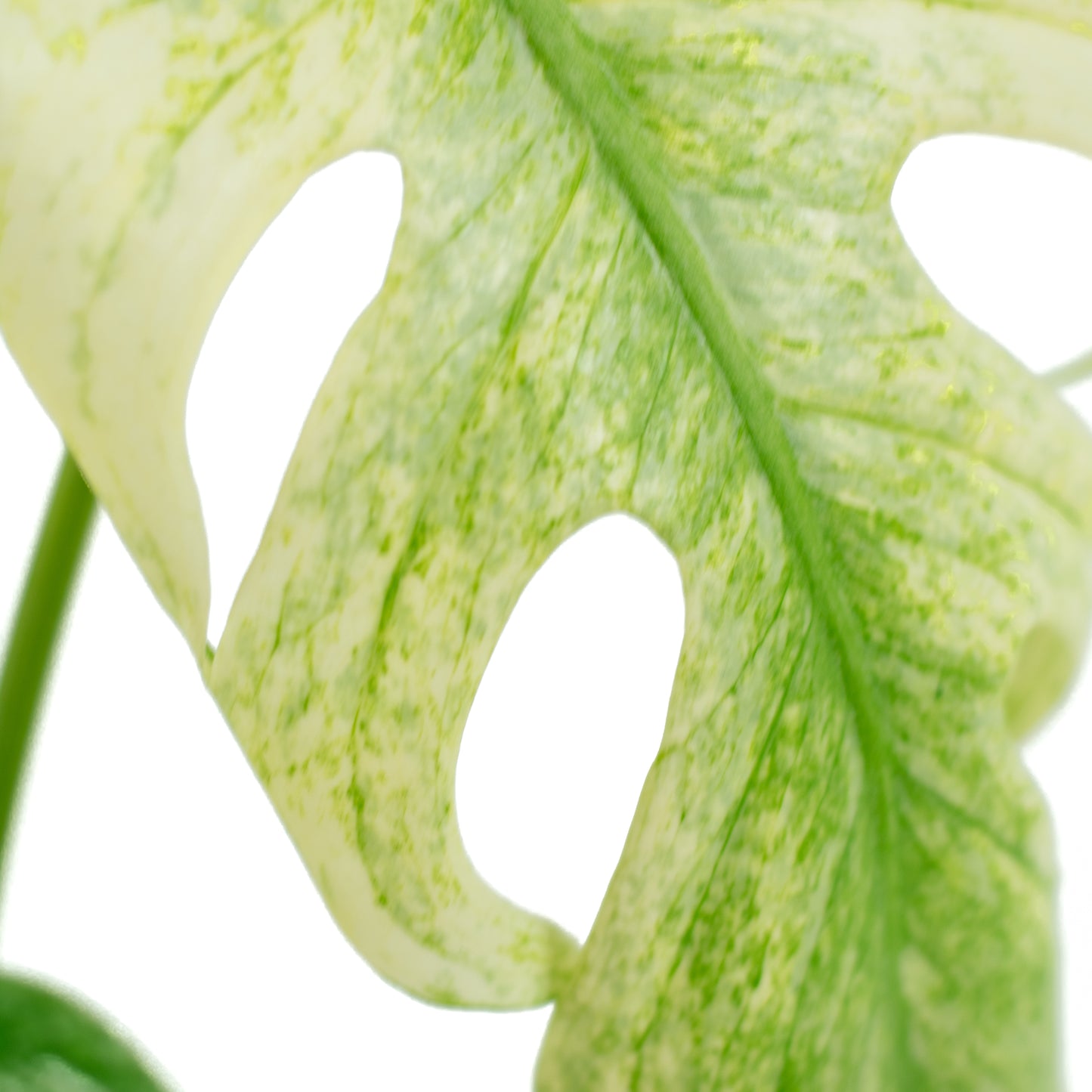 Monstera Deliciosa Mint A