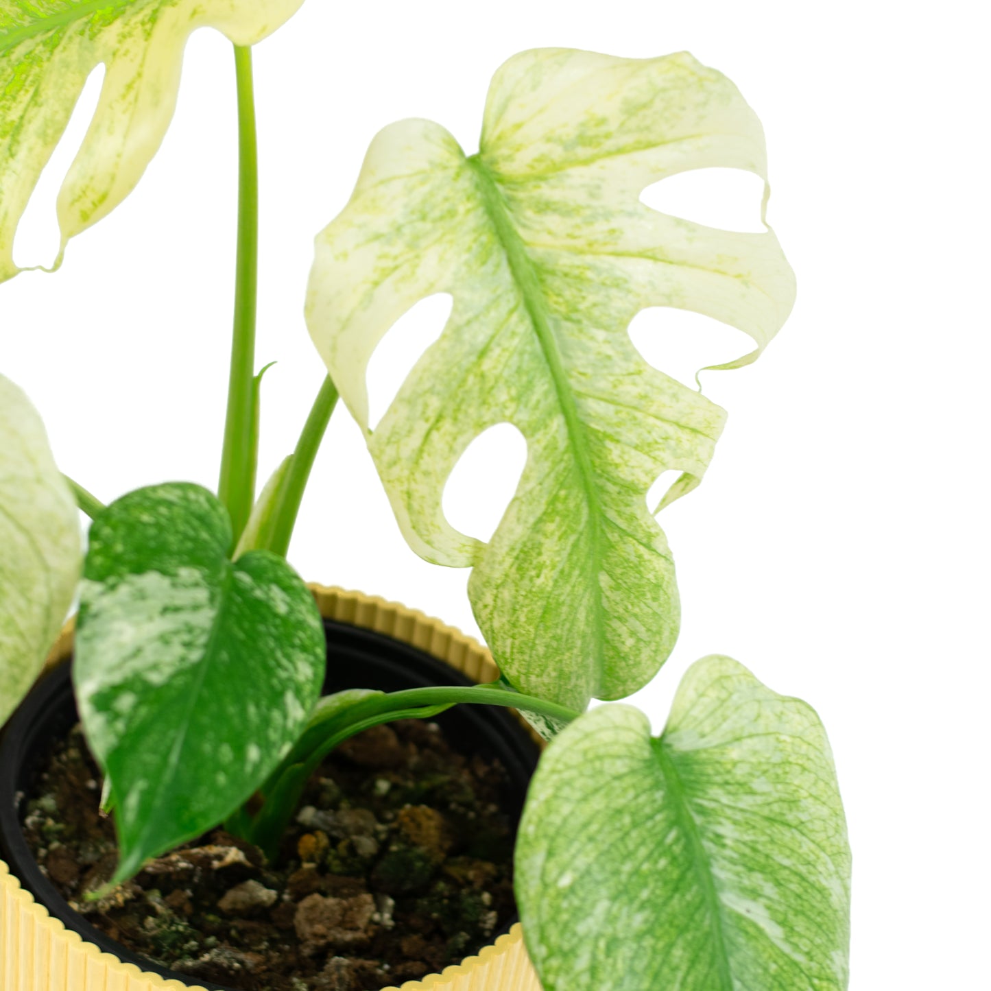 Monstera Deliciosa Mint A