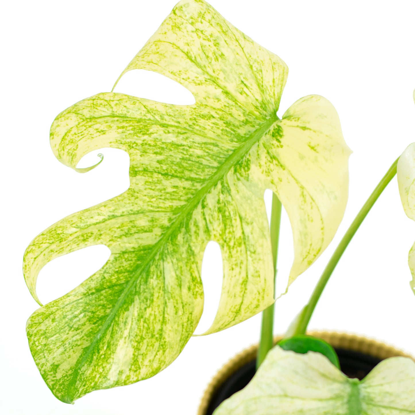 Monstera Deliciosa Mint A