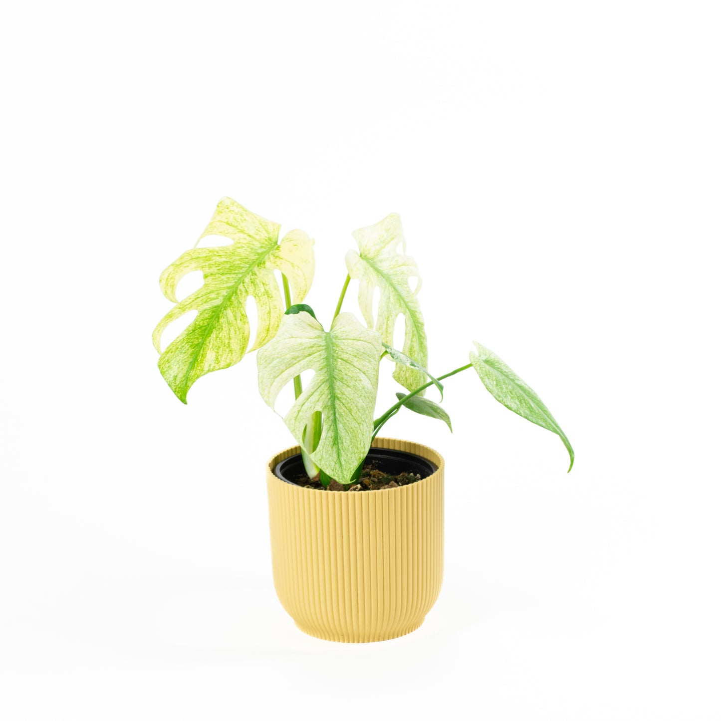 Monstera Deliciosa Mint A