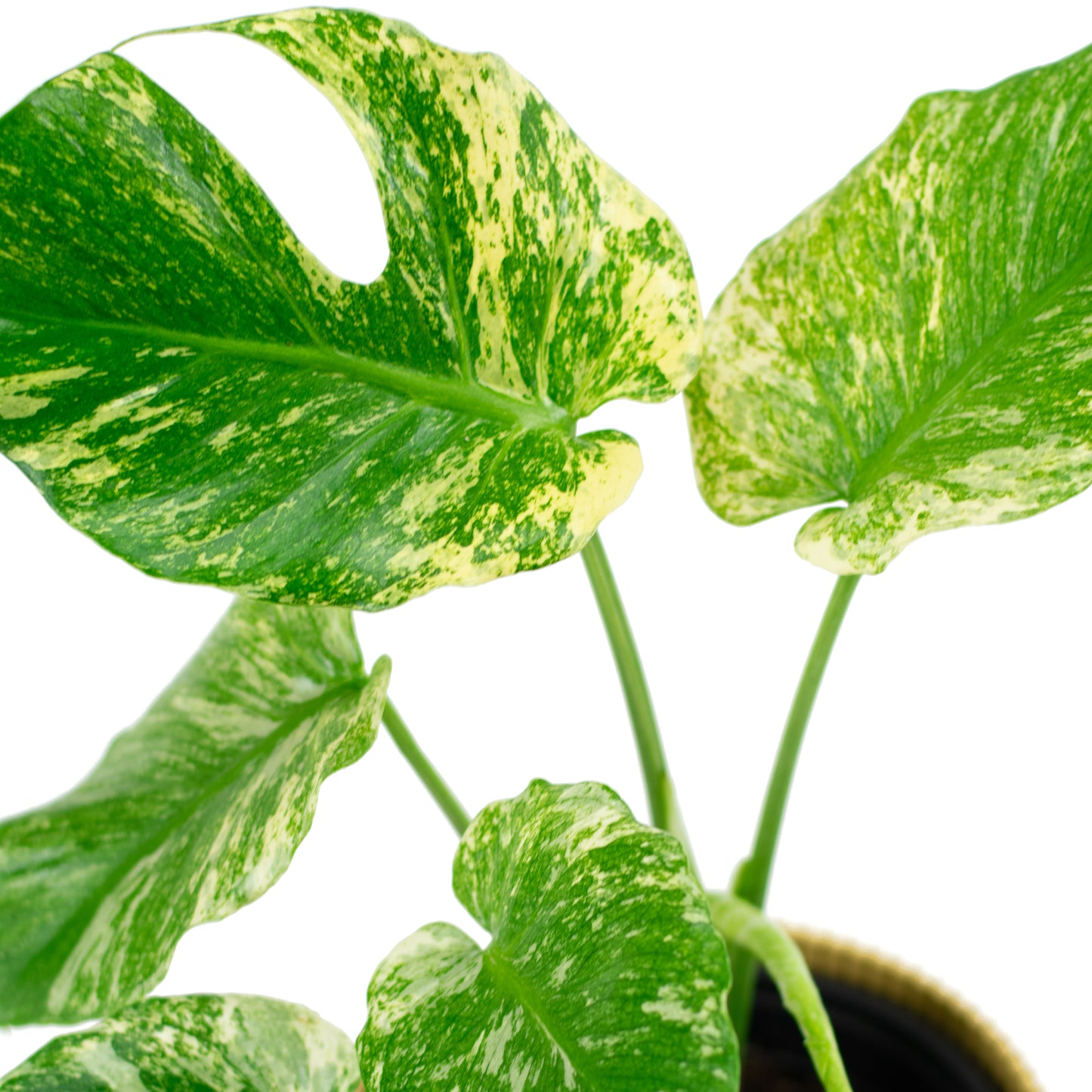 Monstera Deliciosa Mint B