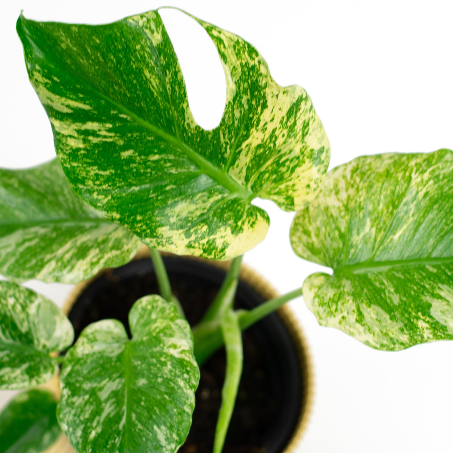 Monstera Deliciosa Mint B