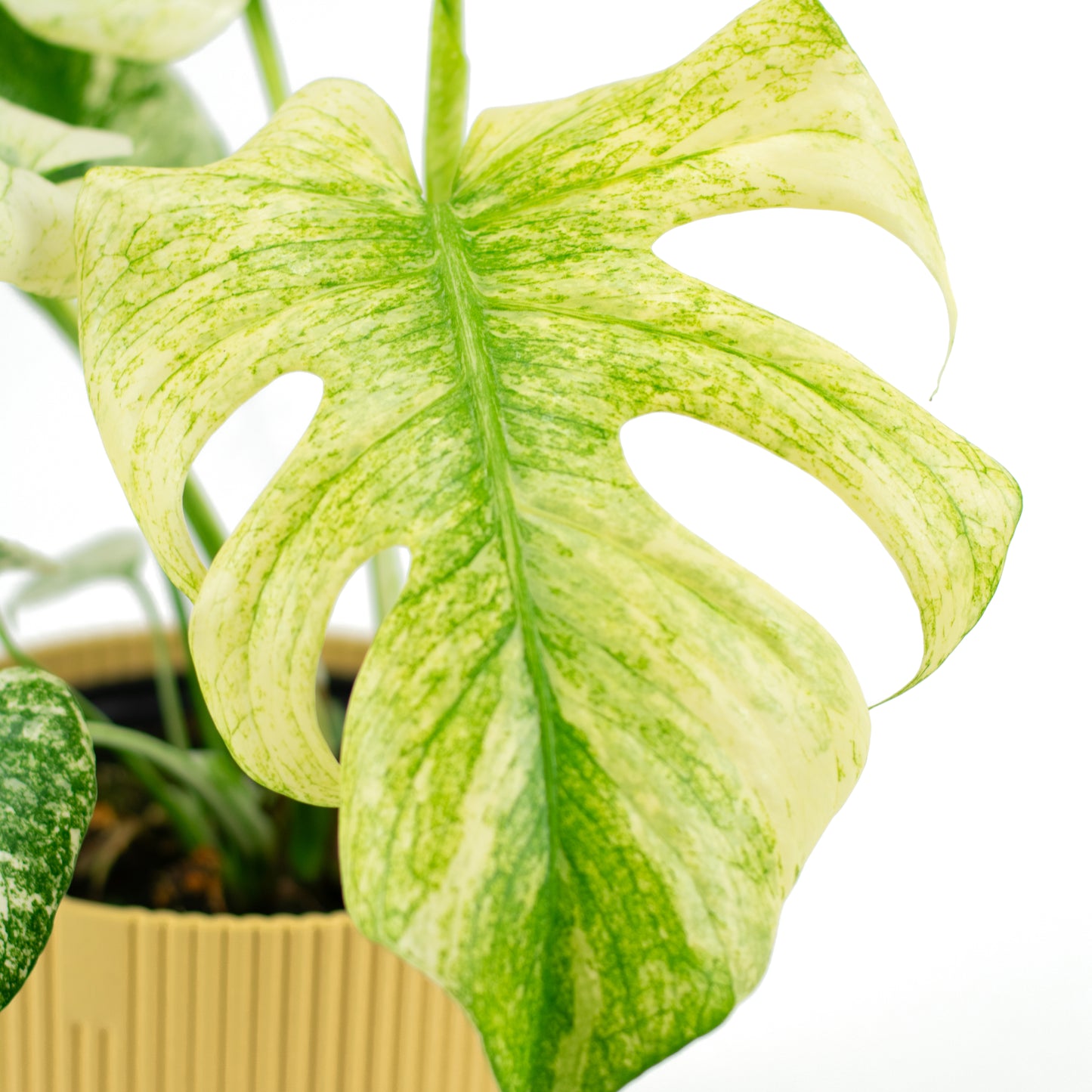 Monstera Deliciosa Mint C
