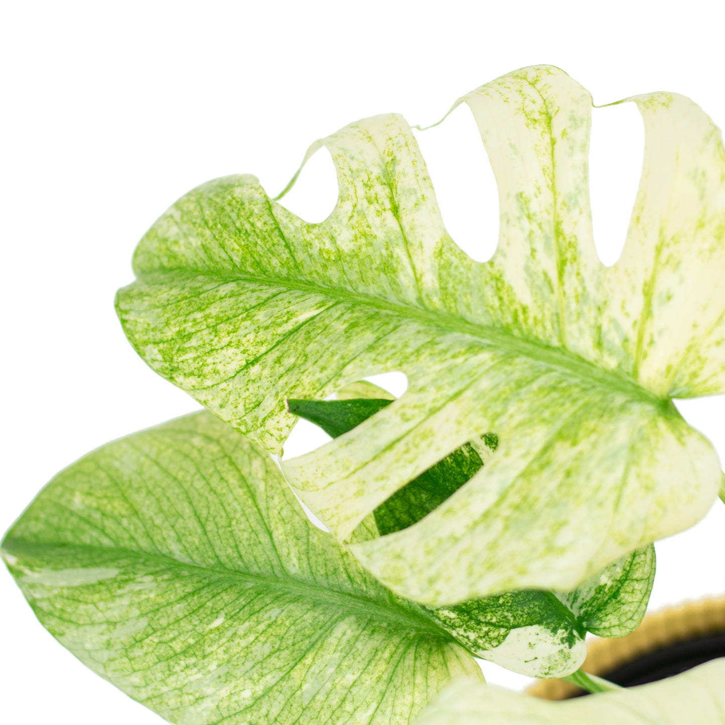 Monstera Deliciosa Mint C
