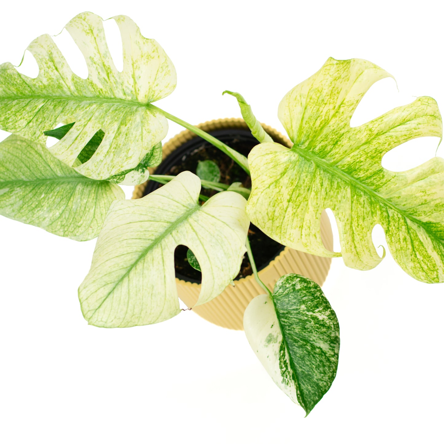 Monstera Deliciosa Mint C