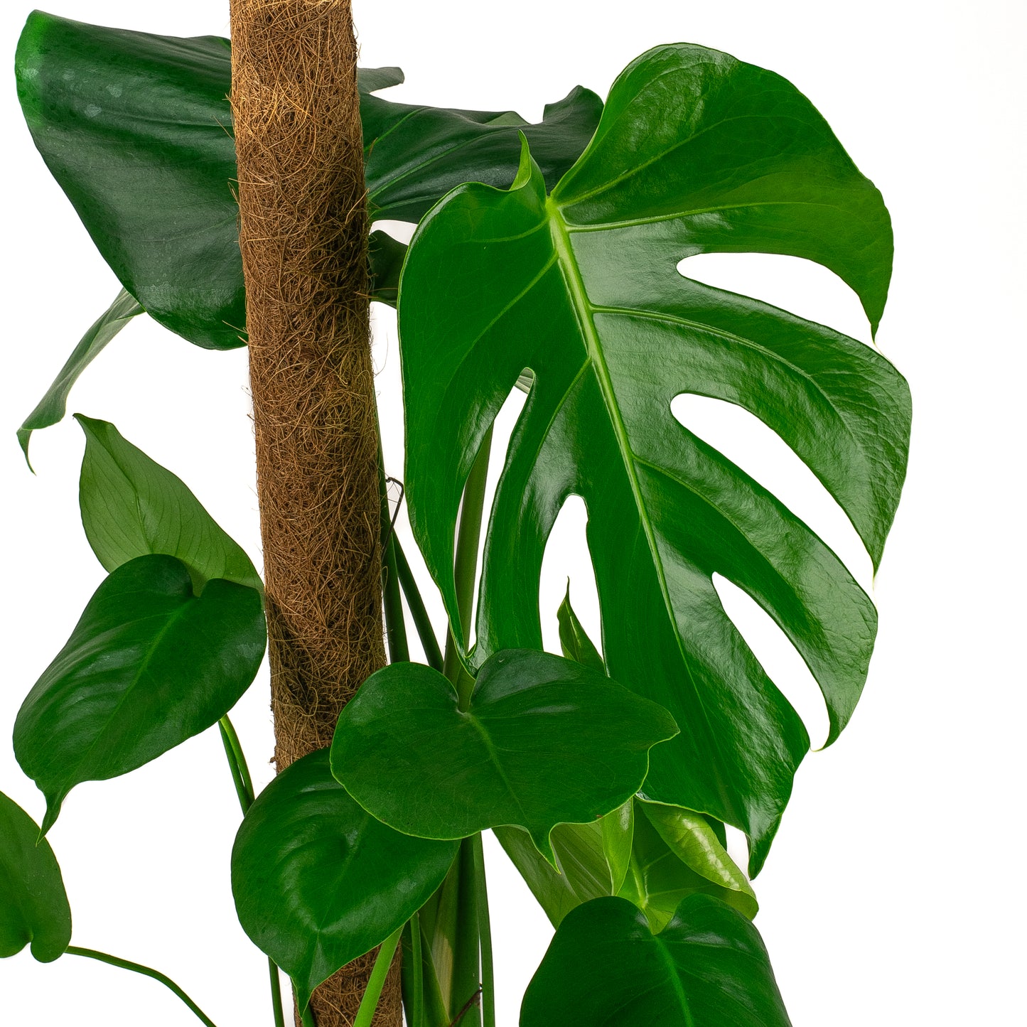 Monstera Deliciosa