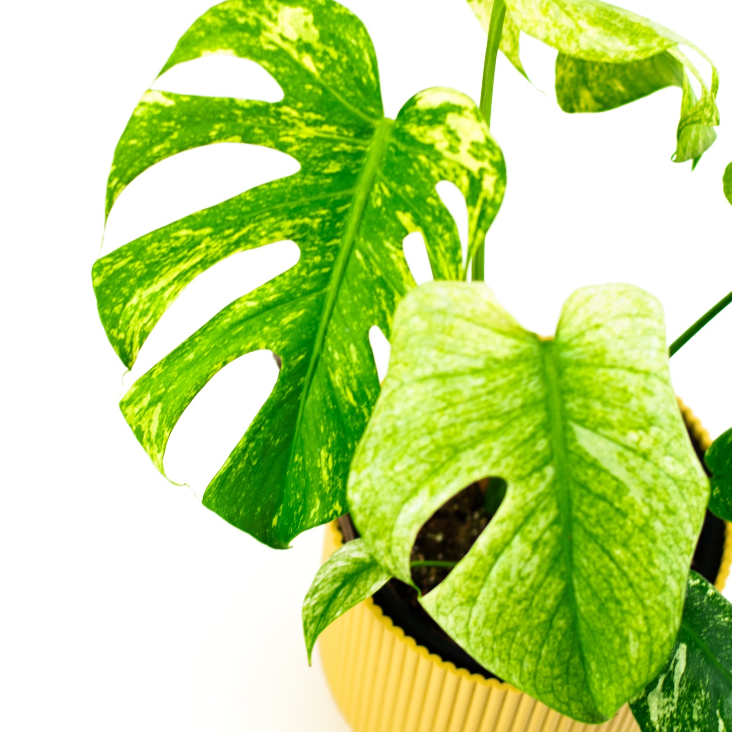 Monstera Deliciosa Mint D