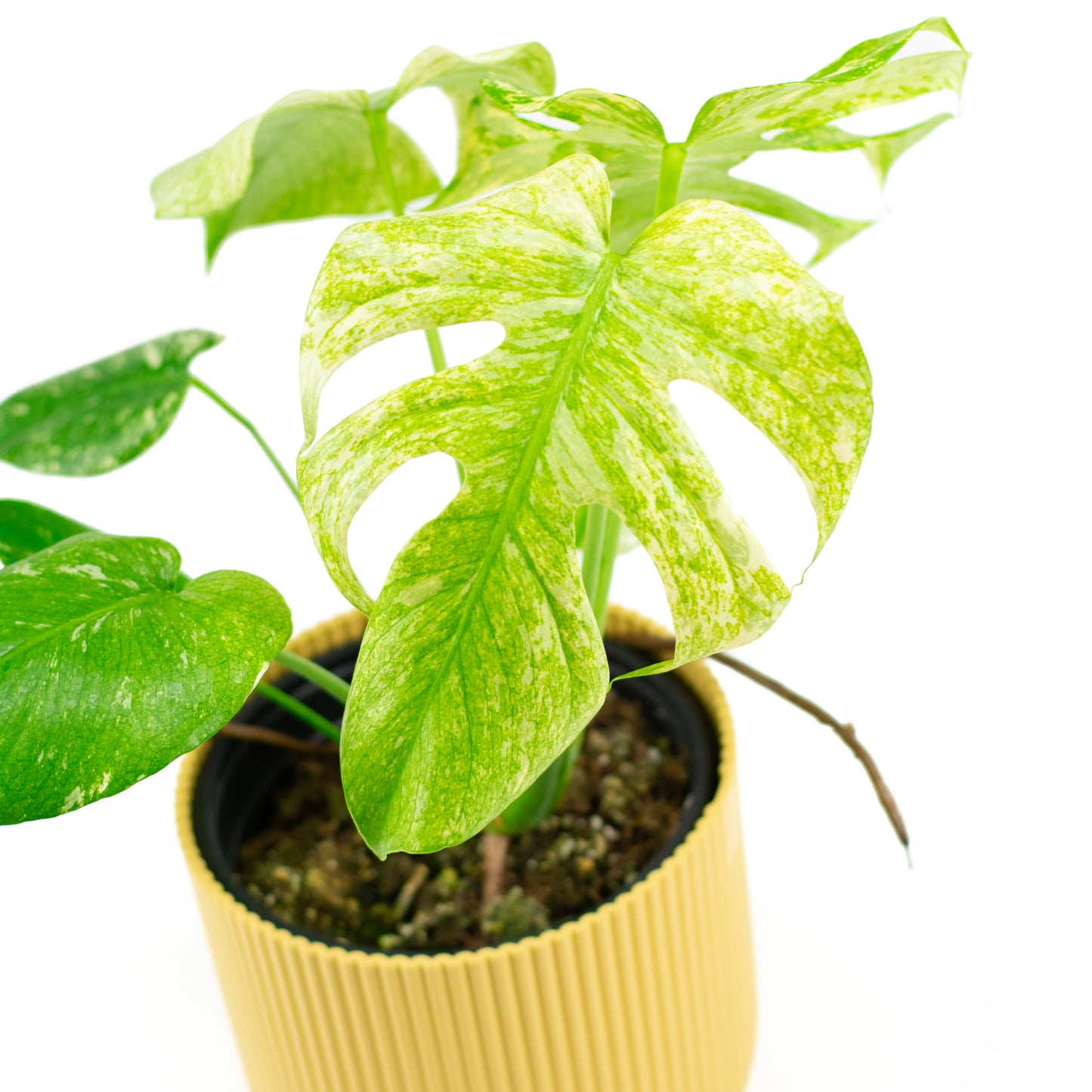 Monstera Deliciosa Mint D