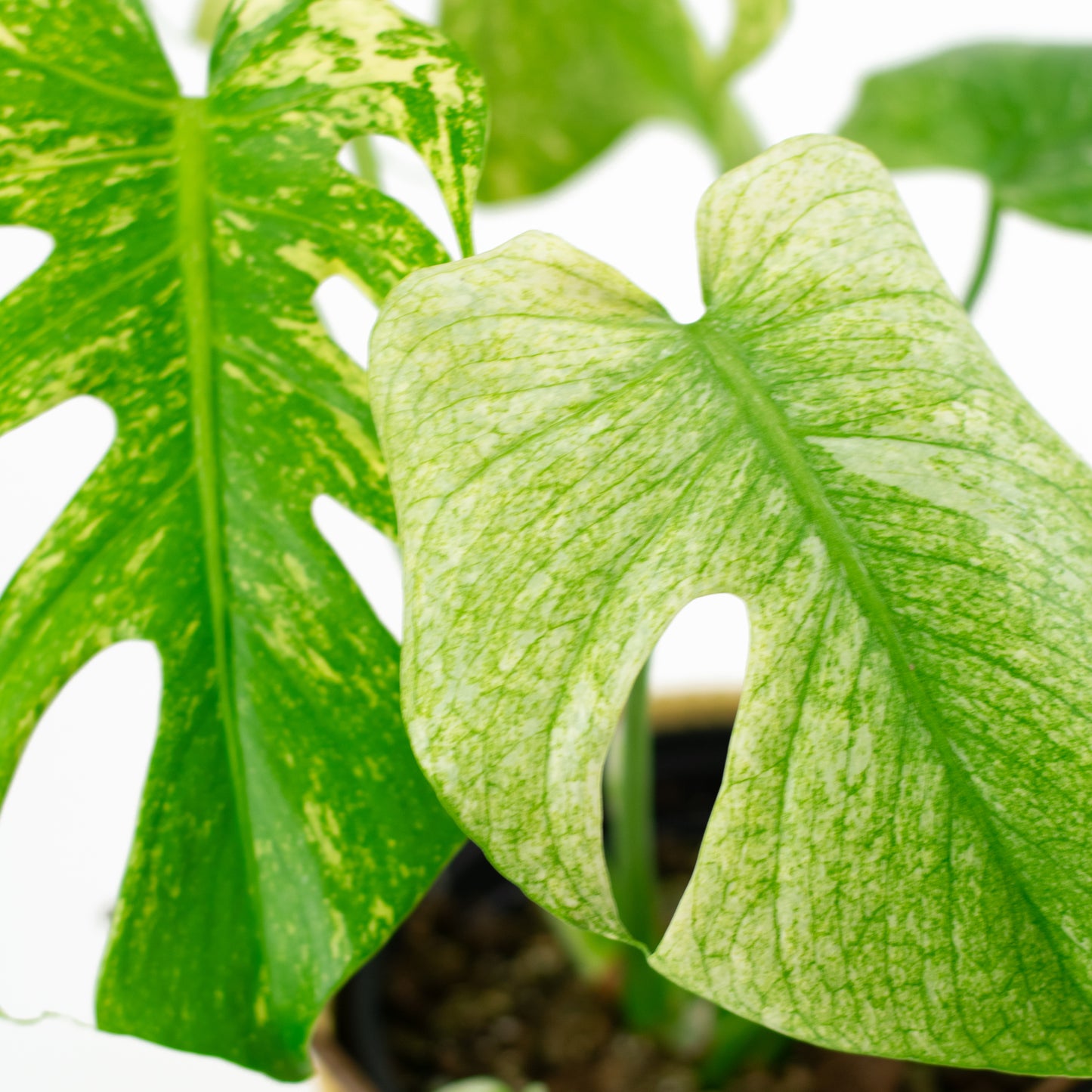 Monstera Deliciosa Mint D