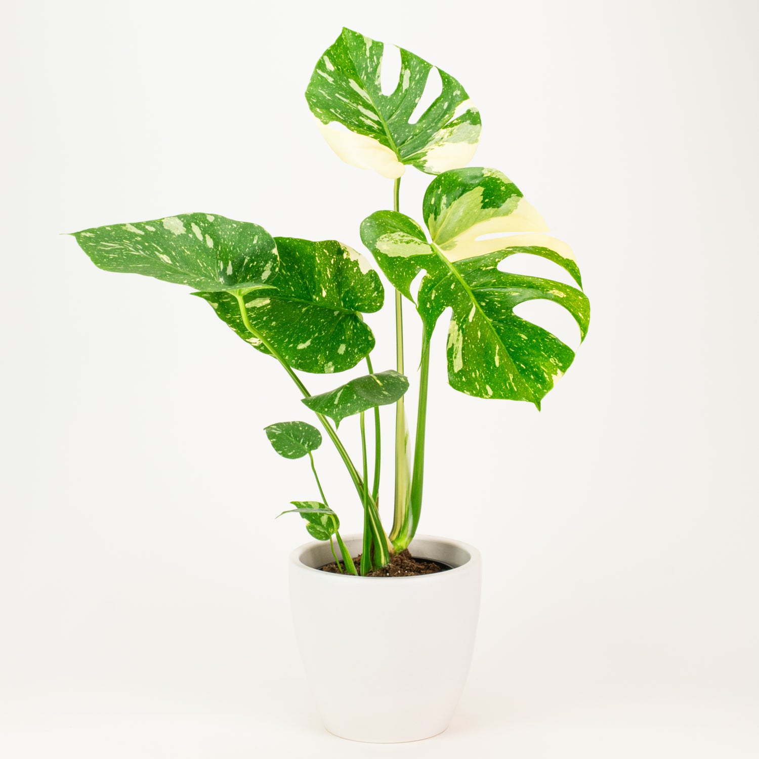 Monstera Deliciosa Thai Constellation