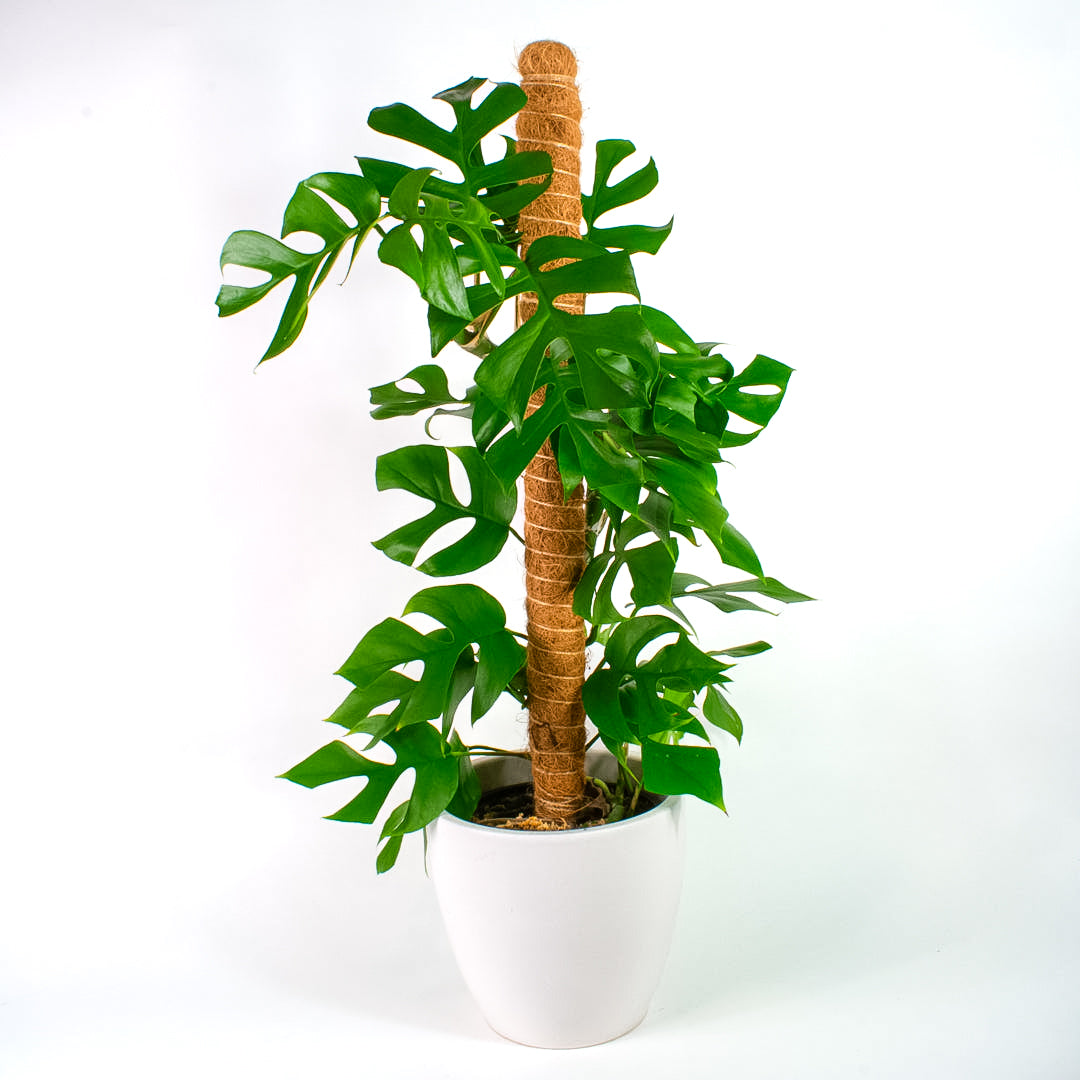 Philodendron Minima