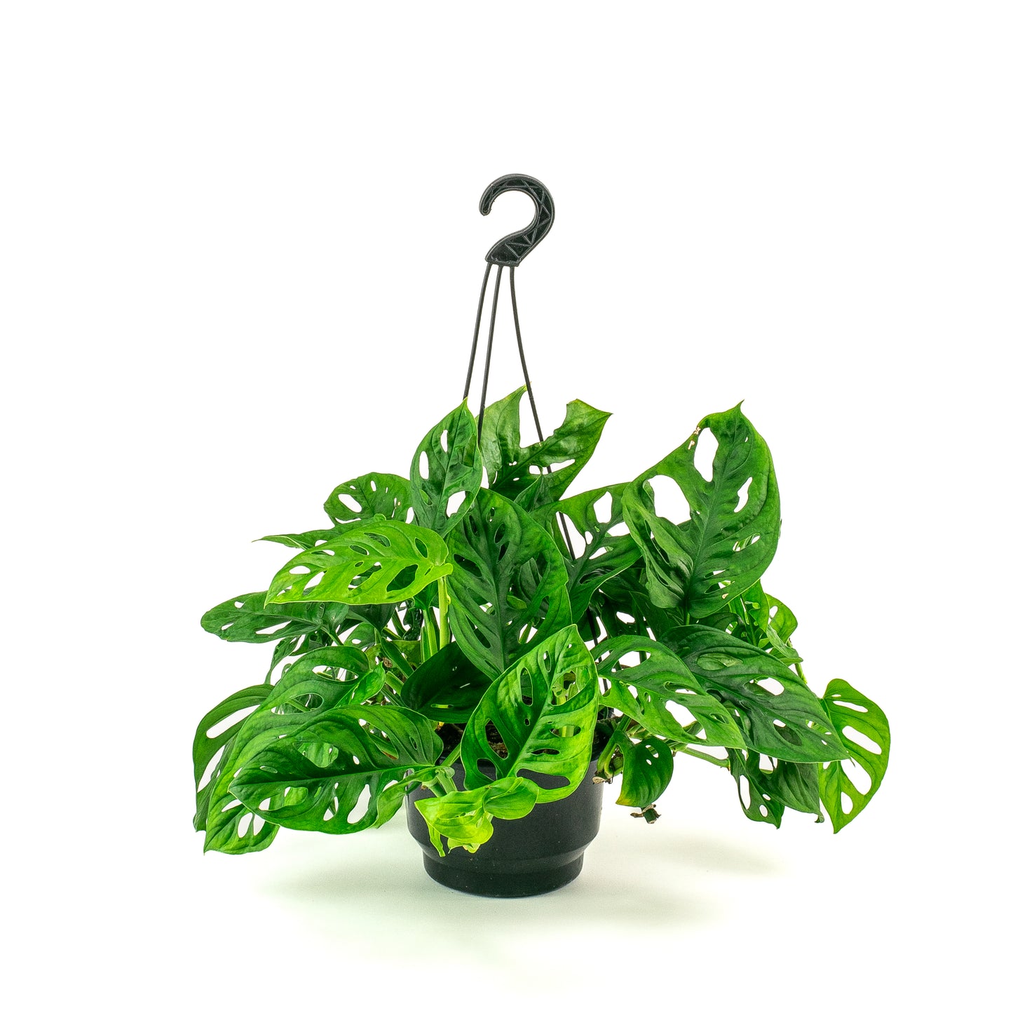 Monstera Monkey Mask