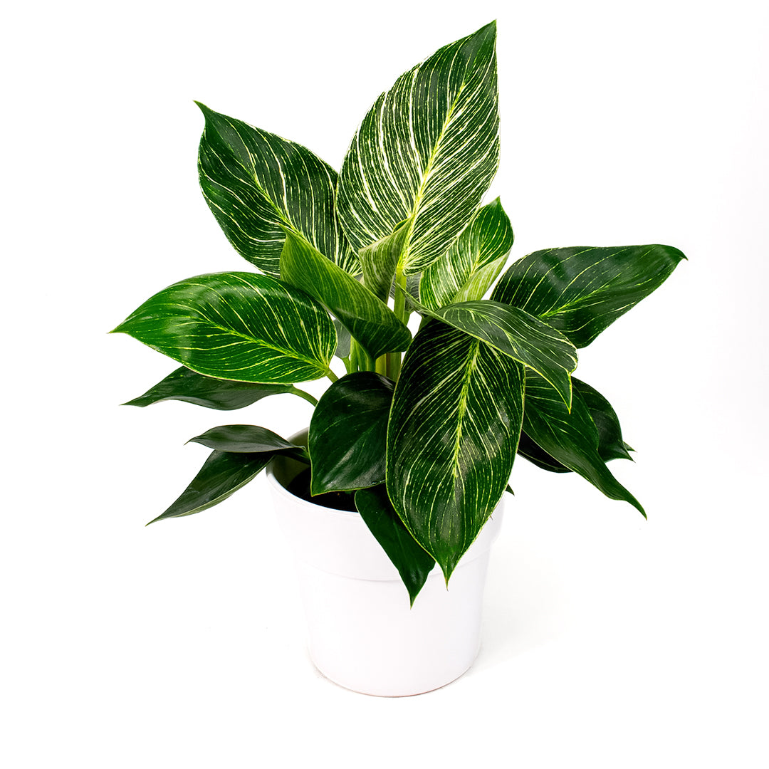 Philodendron Birkin