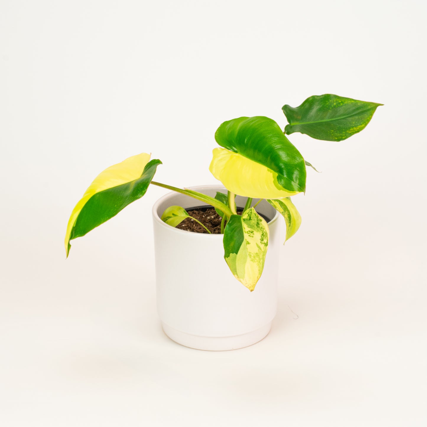 Philodendron Burle Marx Albo