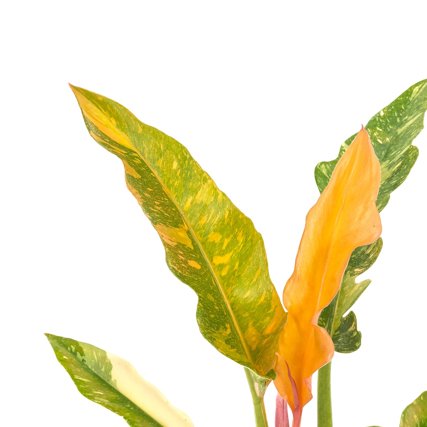 Philodendron Ring of Fire