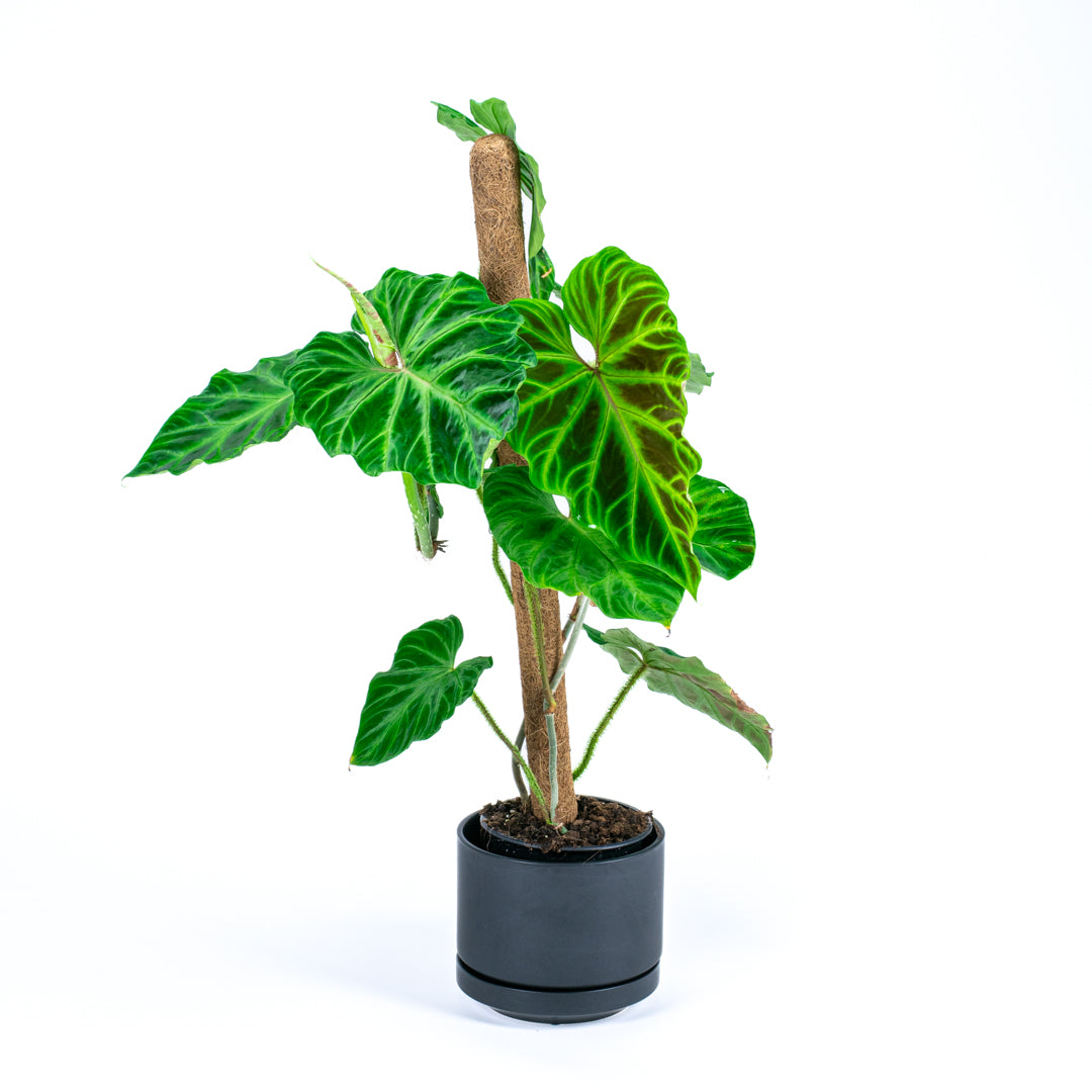 Philodendron Verrucosum