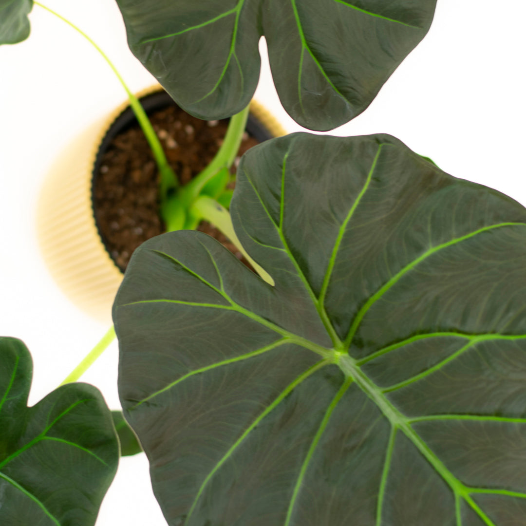 Alocasia Regal Shield