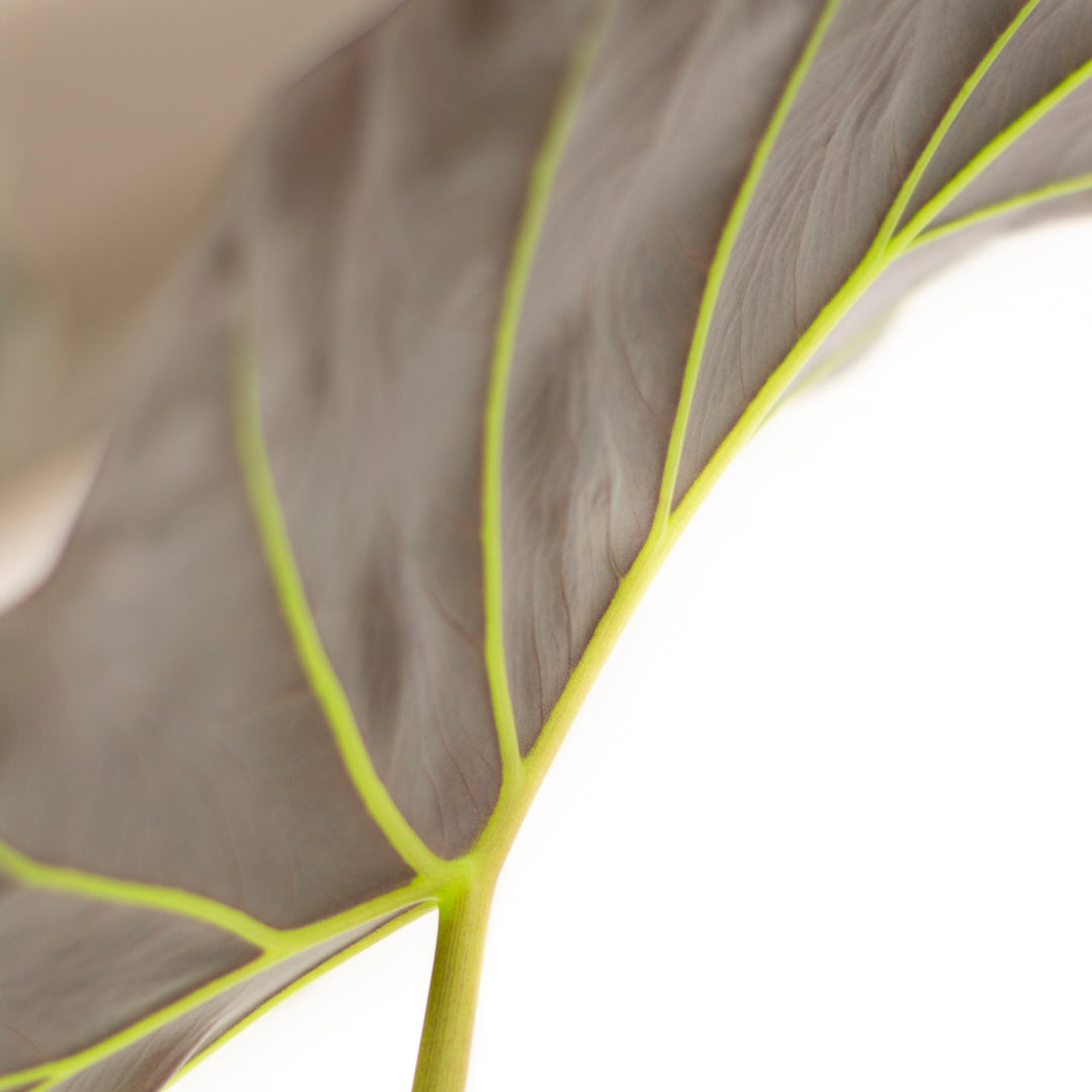 Alocasia Regal Shield