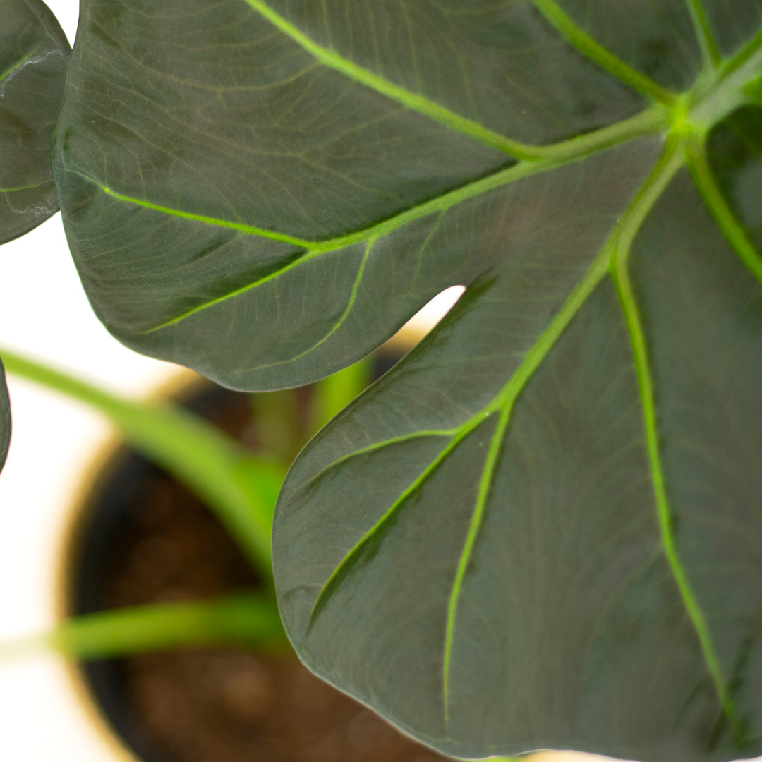 Alocasia Regal Shield