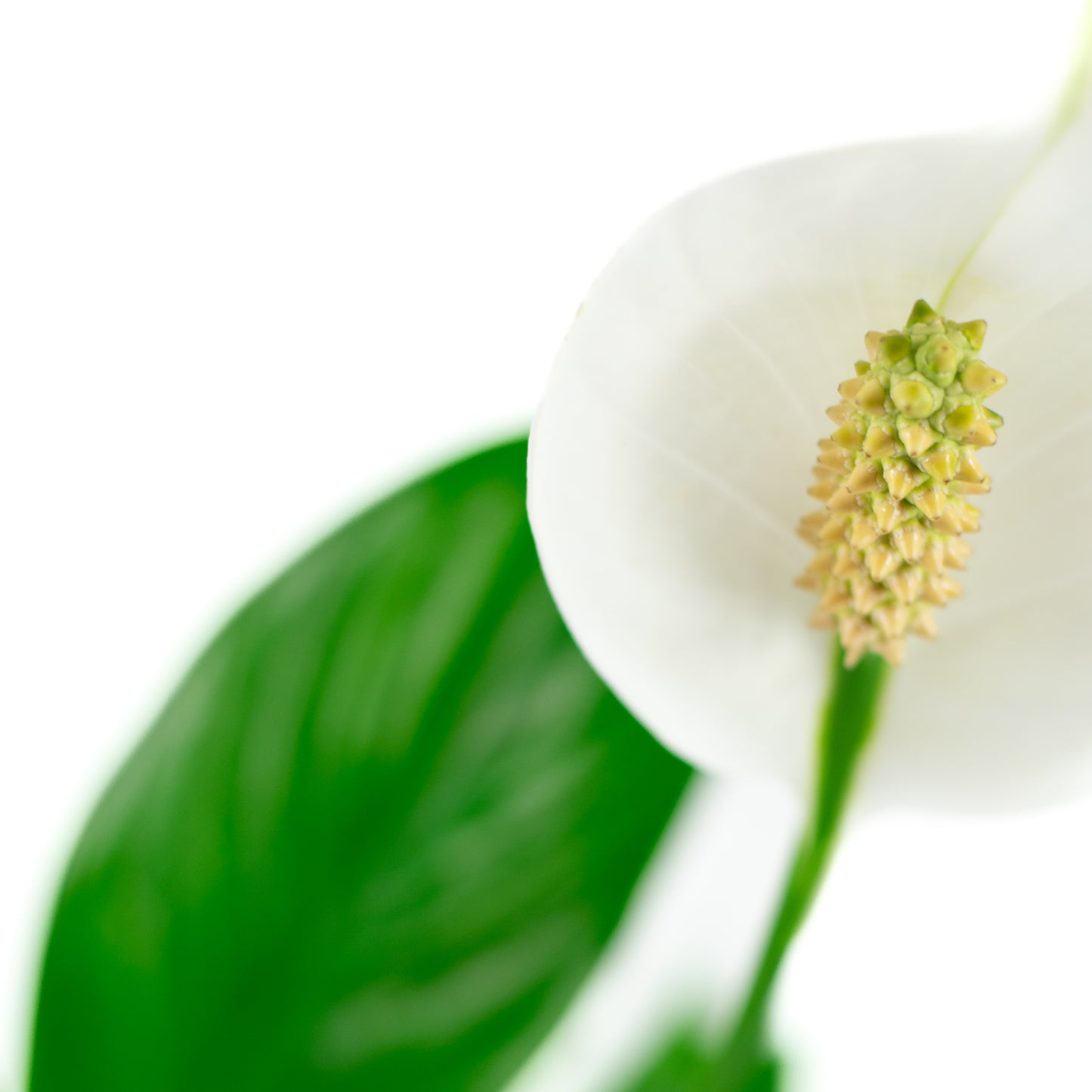 Spathiphyllum Catalina
