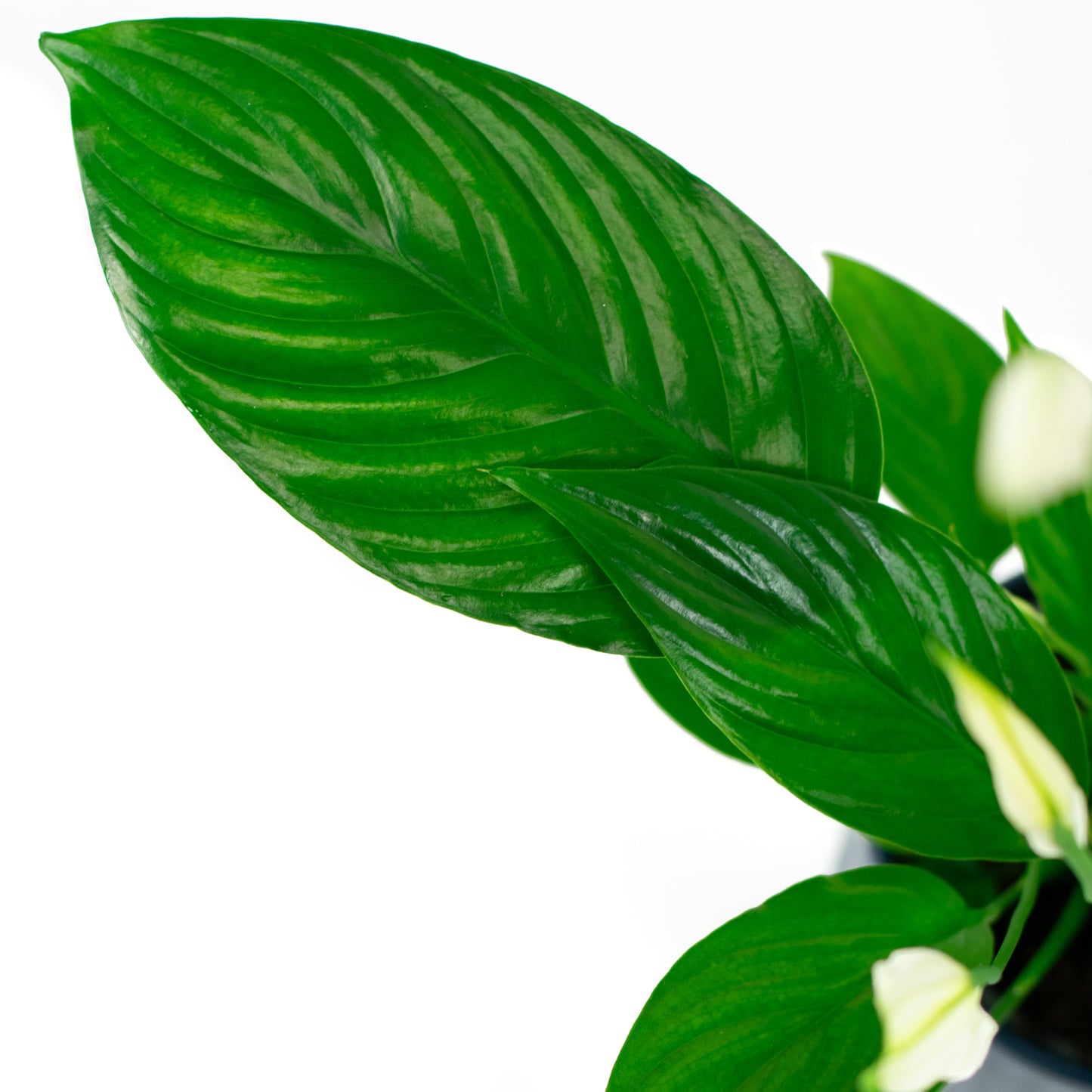 Spathiphyllum Catalina