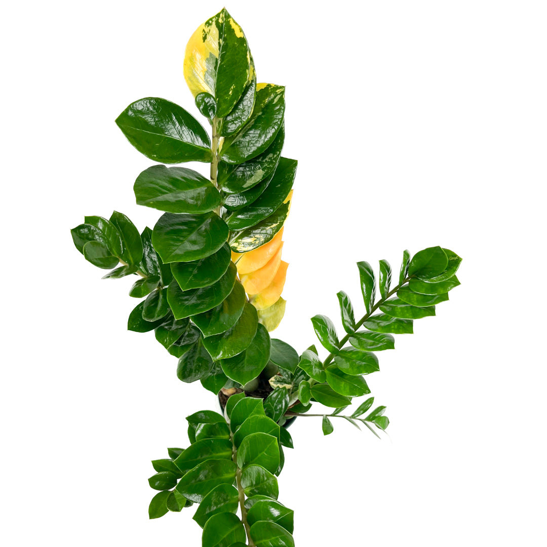 Variegated Zamioculcas 14cm H