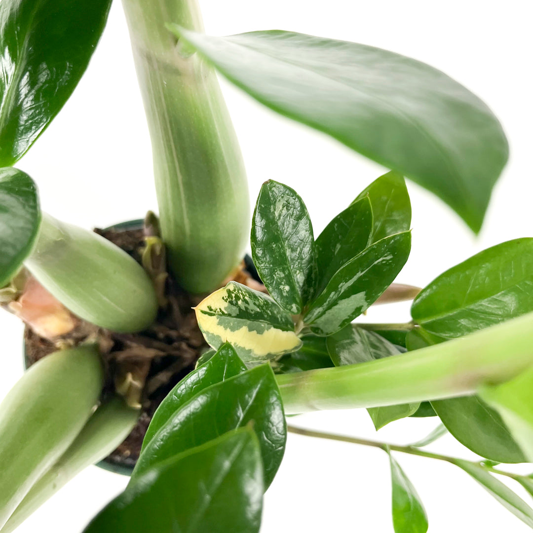 Variegated Zamioculcas 14cm H