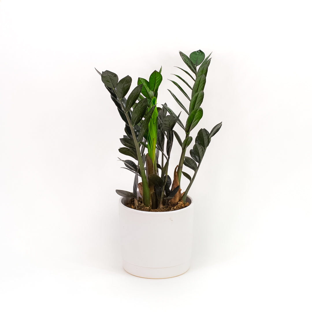 Zamioculcas 'Black Knight'