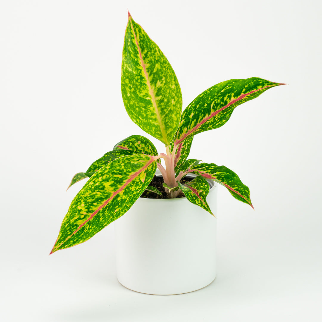 Aglaonema Nightsparkle – House of Plants