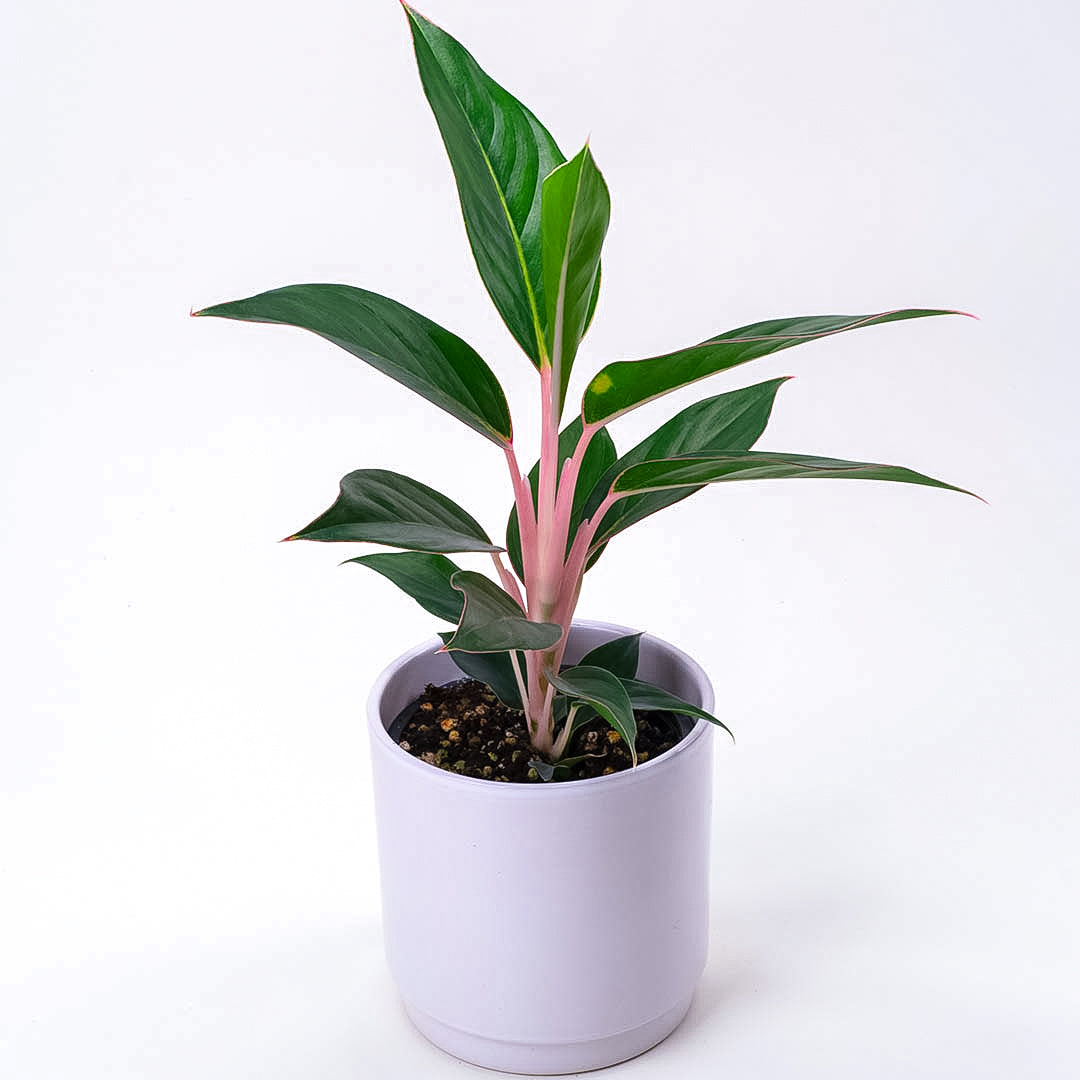 Aglaonema Sapphire